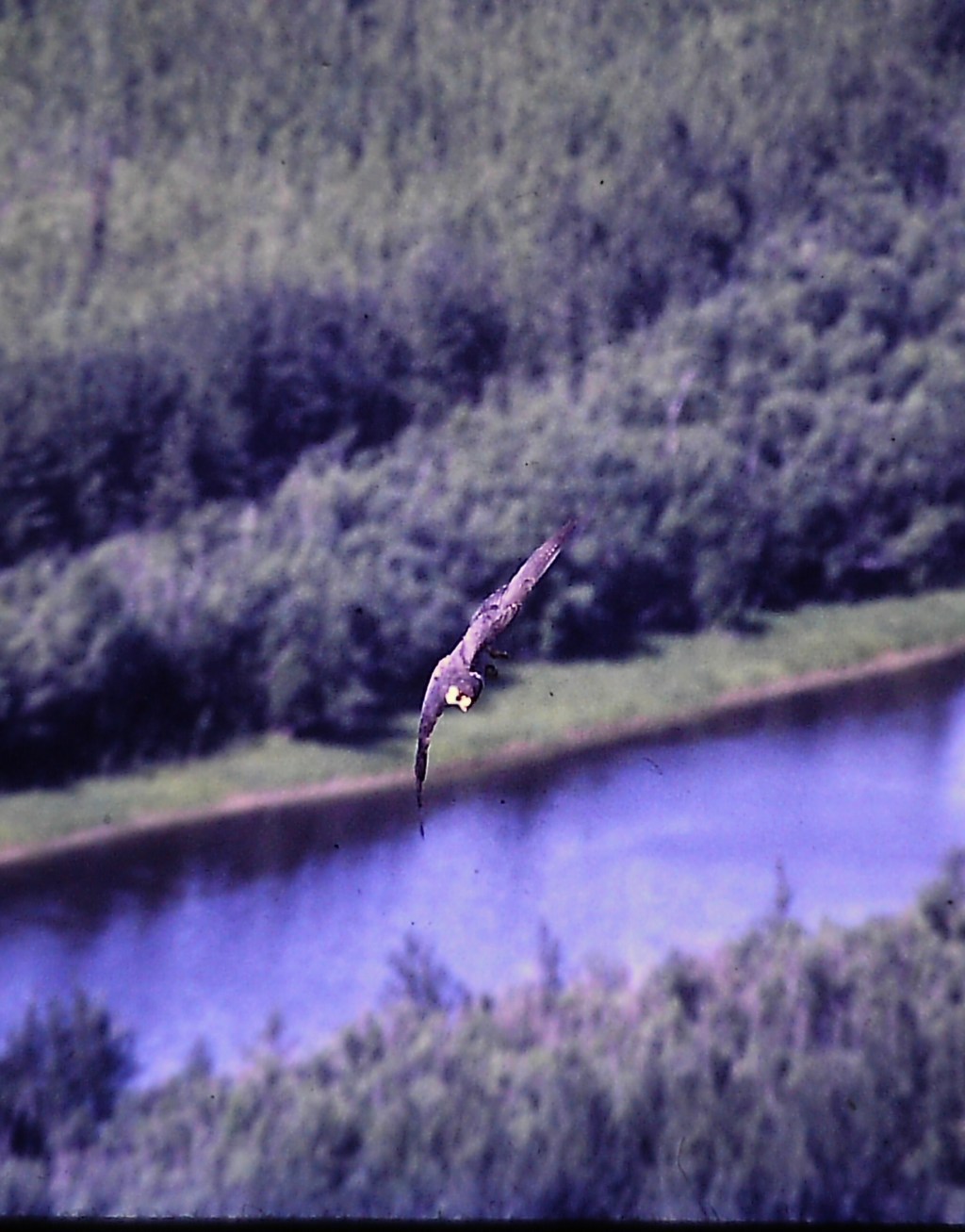 Estava abraçado por um tronco no penhasco do Rio Yukon
